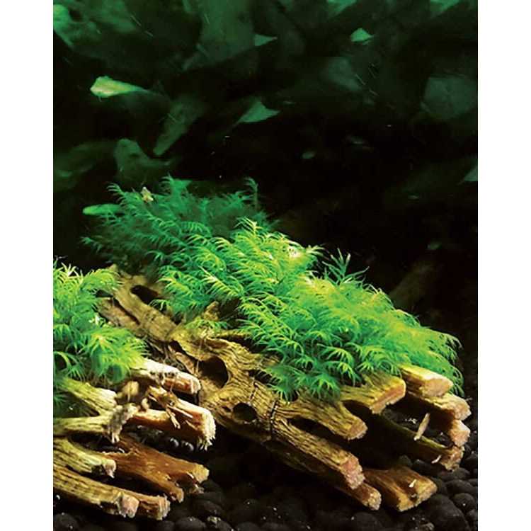 Cholla Wood K6656