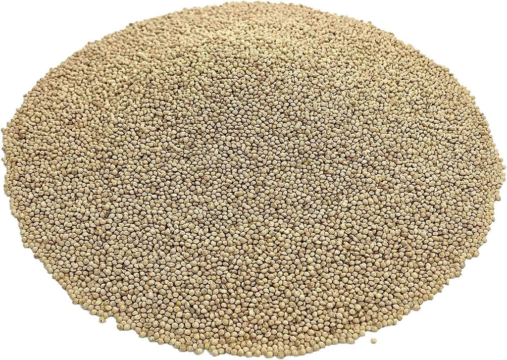 White Millet Proso Seeds H763