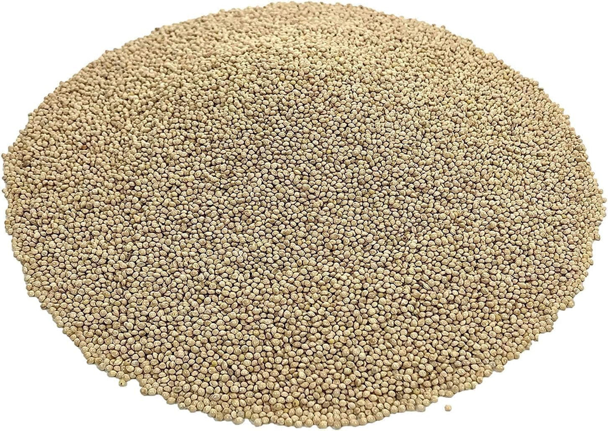 White Millet Proso Seeds H763