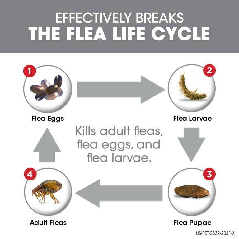 Flea Tick Dogs T307230