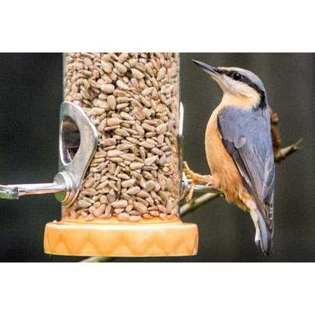 Sunflower Coarse Hearts Bird Seed I9873