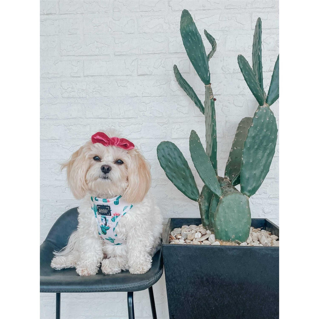 Adjustable Dog Harness K44607