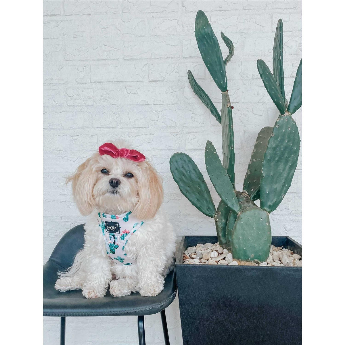 Adjustable Dog Harness K44607
