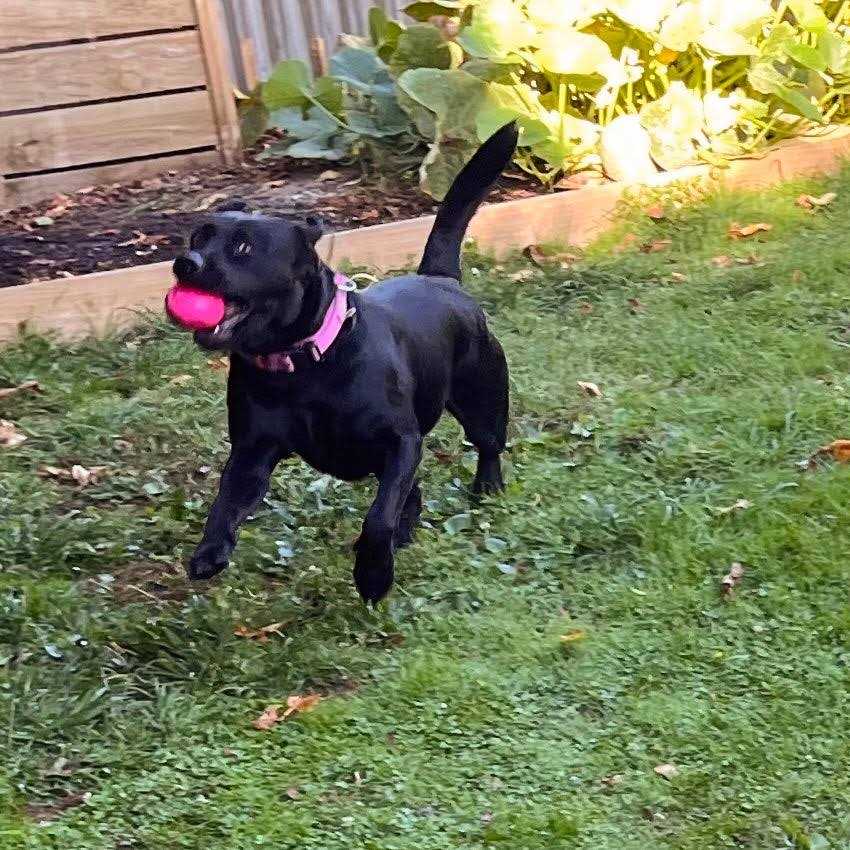 Squeak Toy Ball U522