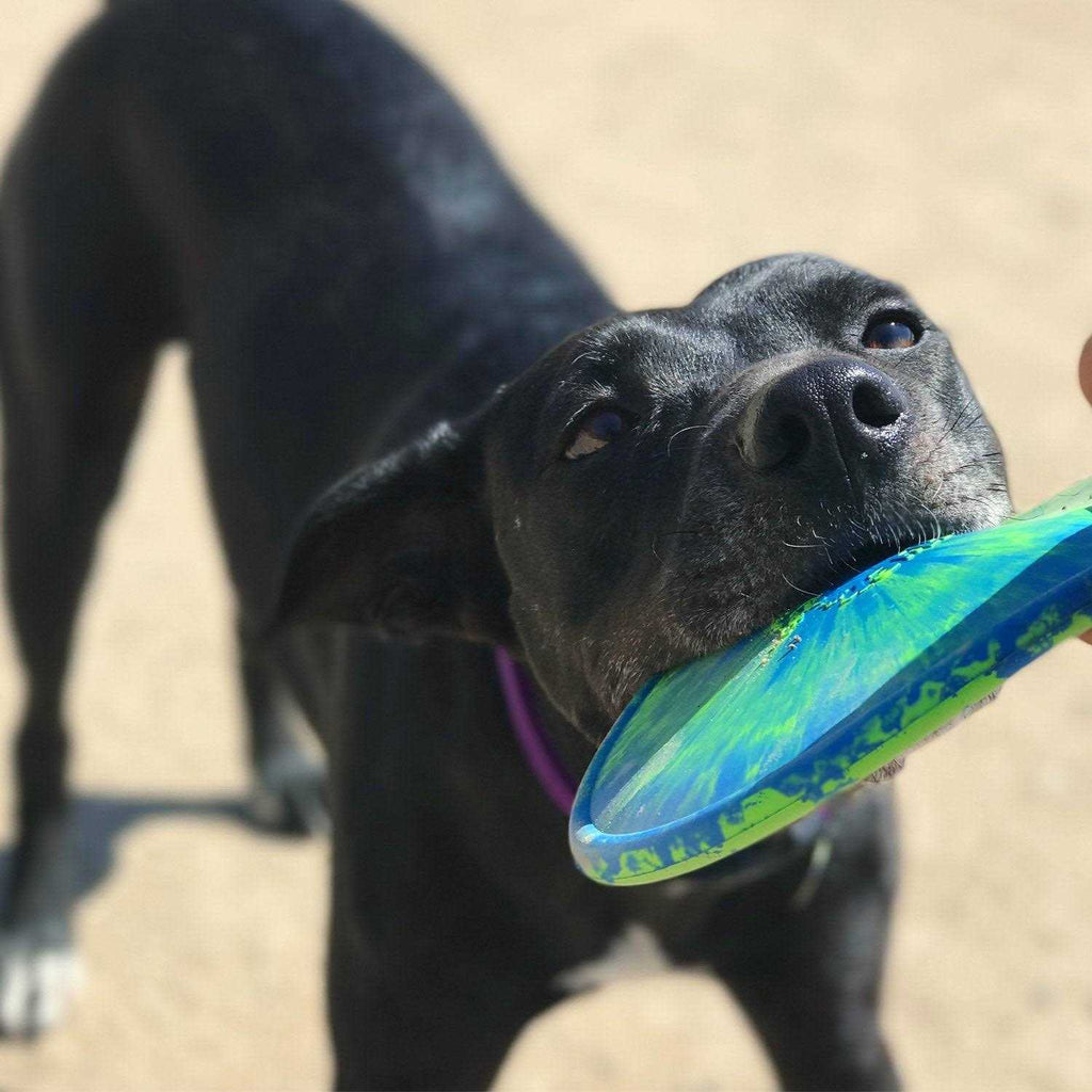 Dog Toy C4673