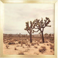 Beige Photographic on Wood in Gold Frame 20x22 Y860947