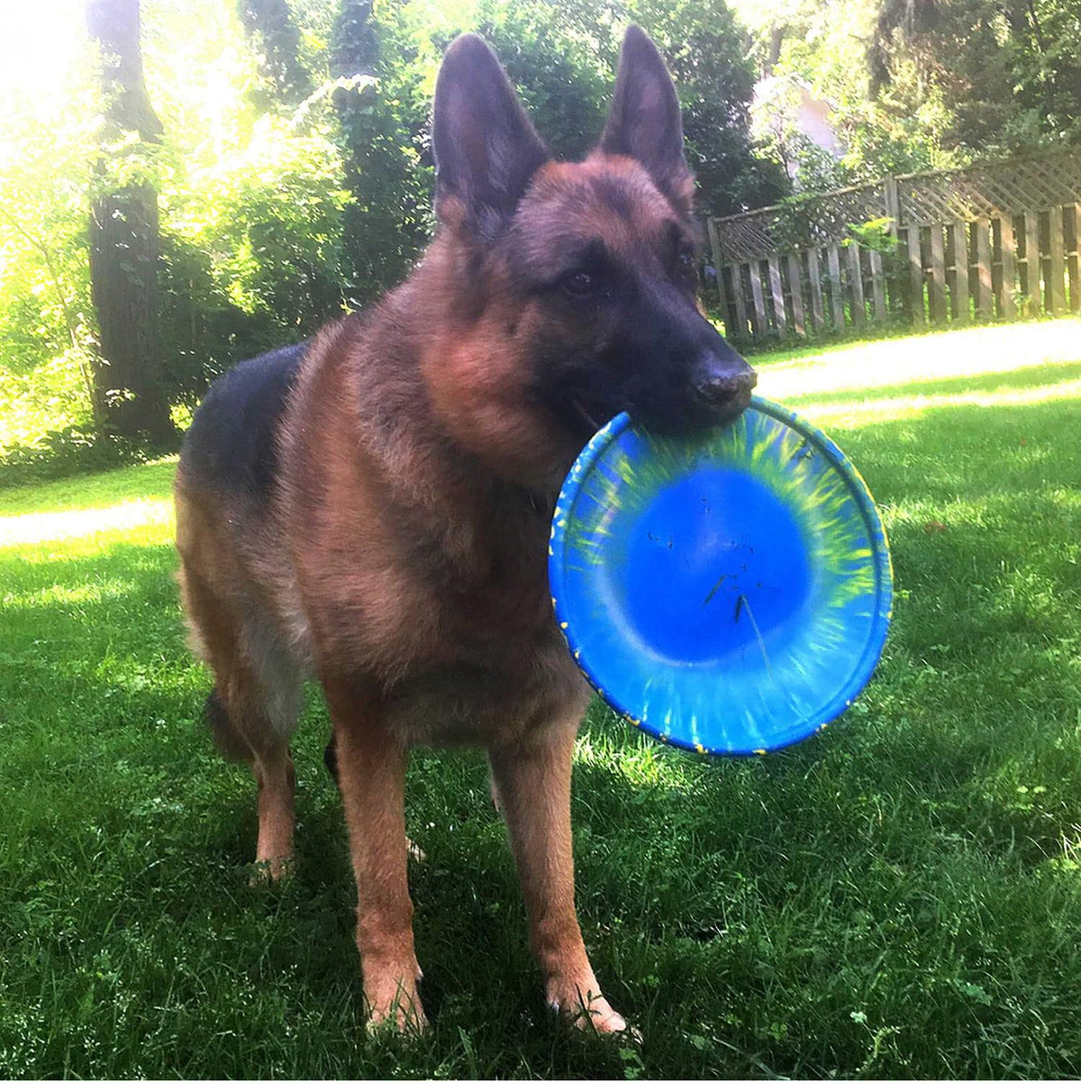 Dog Toy C4673