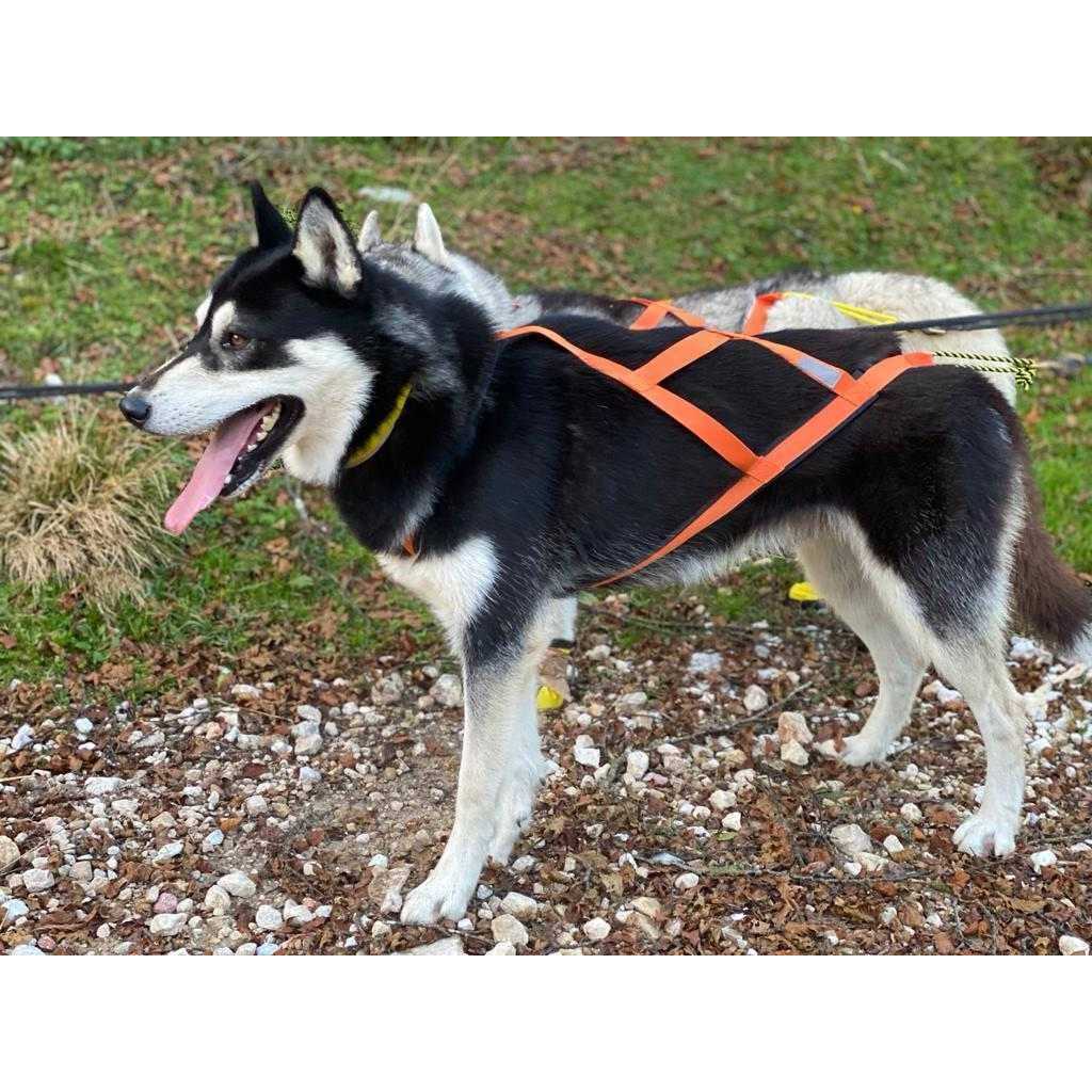 Dog Pulling Harness K671
