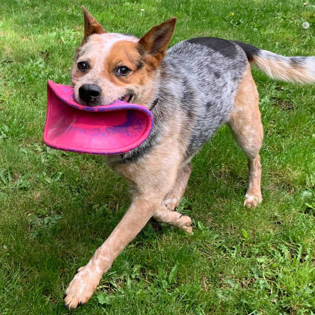 Dog Toy C4673