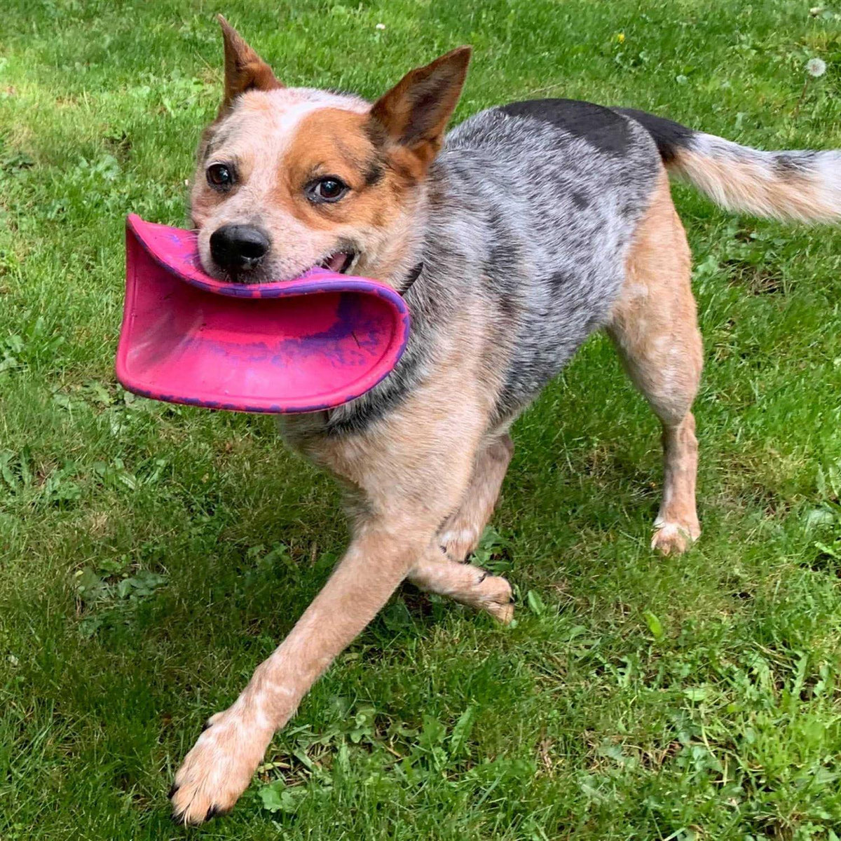Dog Toy C4673